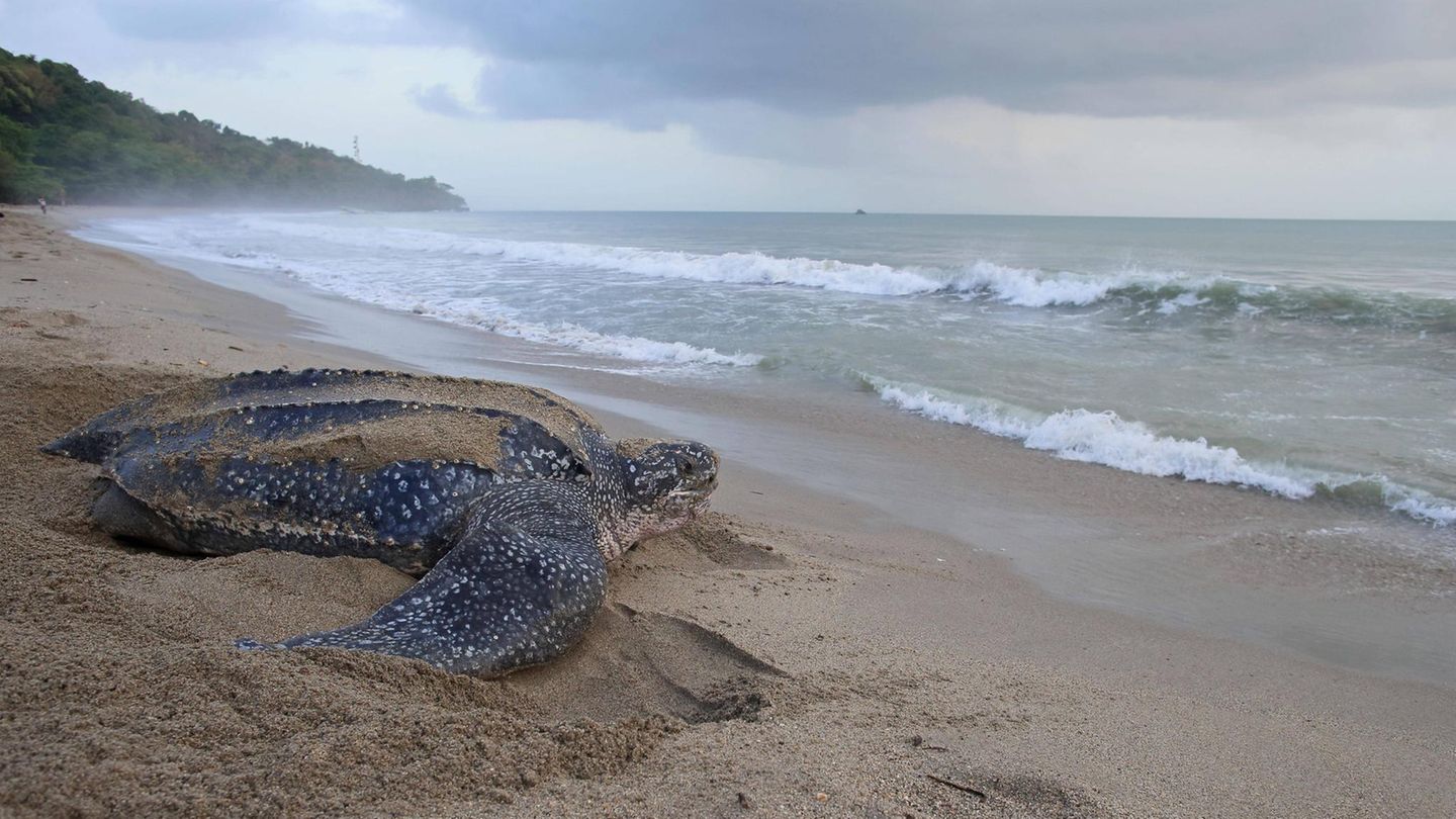 Lederschildkröte auf dem Strand