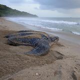 Lederschildkröte auf dem Strand