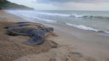 Lederschildkröte auf dem Strand