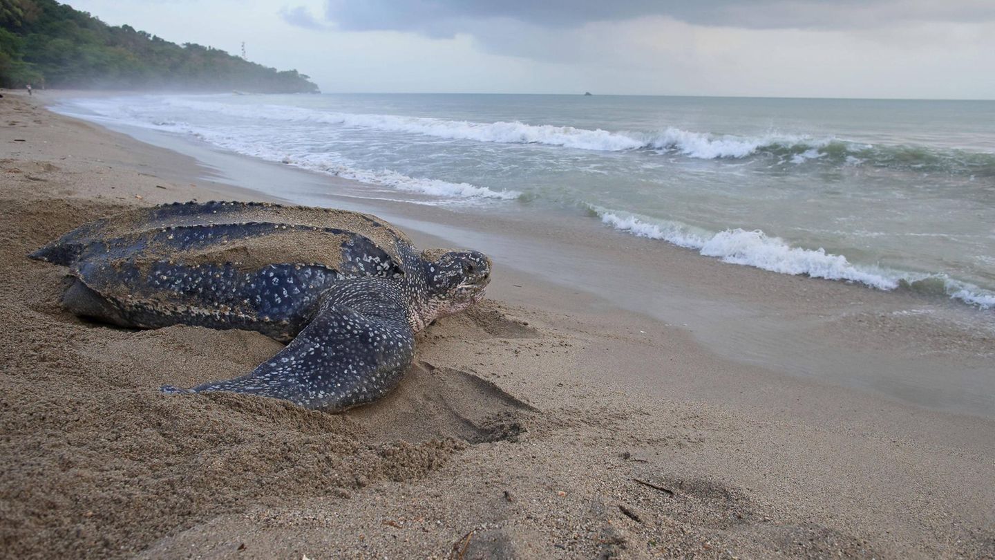 Lederschildkröte auf dem Strand
