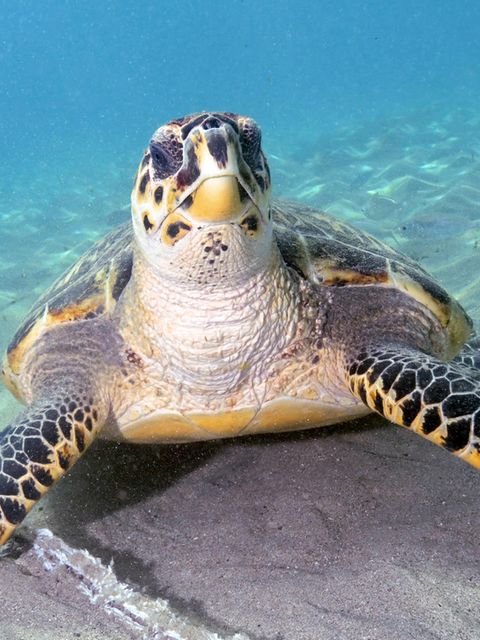 Mit maximal 90 Zentimeter Länge gehört die Echte Karettschildkröte zu den eher kleinen Arten von Meeresschildkröten. Jahrhunderte lang wurde sie wegen ihres schmucken Panzers gejagt. Als Schildpatt zierte er Möbel, Musikinstrumente und Besteckgriffe 