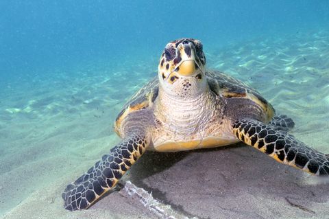 Mit maximal 90 Zentimeter Länge gehört die Echte Karettschildkröte zu den eher kleinen Arten von Meeresschildkröten. Jahrhunderte lang wurde sie wegen ihres schmucken Panzers gejagt. Als Schildpatt zierte er Möbel, Musikinstrumente und Besteckgriffe 