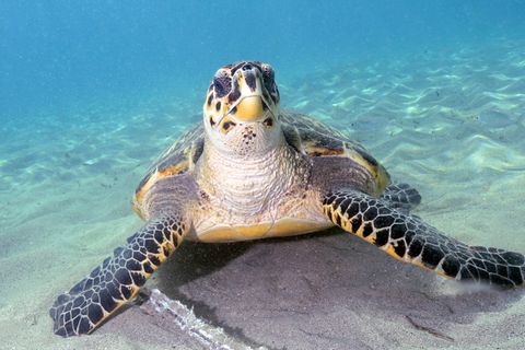 Mit maximal 90 Zentimeter Länge gehört die Echte Karettschildkröte zu den eher kleinen Arten von Meeresschildkröten. Jahrhunderte lang wurde sie wegen ihres schmucken Panzers gejagt. Als Schildpatt zierte er Möbel, Musikinstrumente und Besteckgriffe 