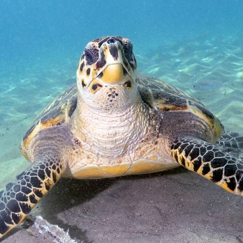 Mit maximal 90 Zentimeter Länge gehört die Echte Karettschildkröte zu den eher kleinen Arten von Meeresschildkröten. Jahrhunderte lang wurde sie wegen ihres schmucken Panzers gejagt. Als Schildpatt zierte er Möbel, Musikinstrumente und Besteckgriffe 