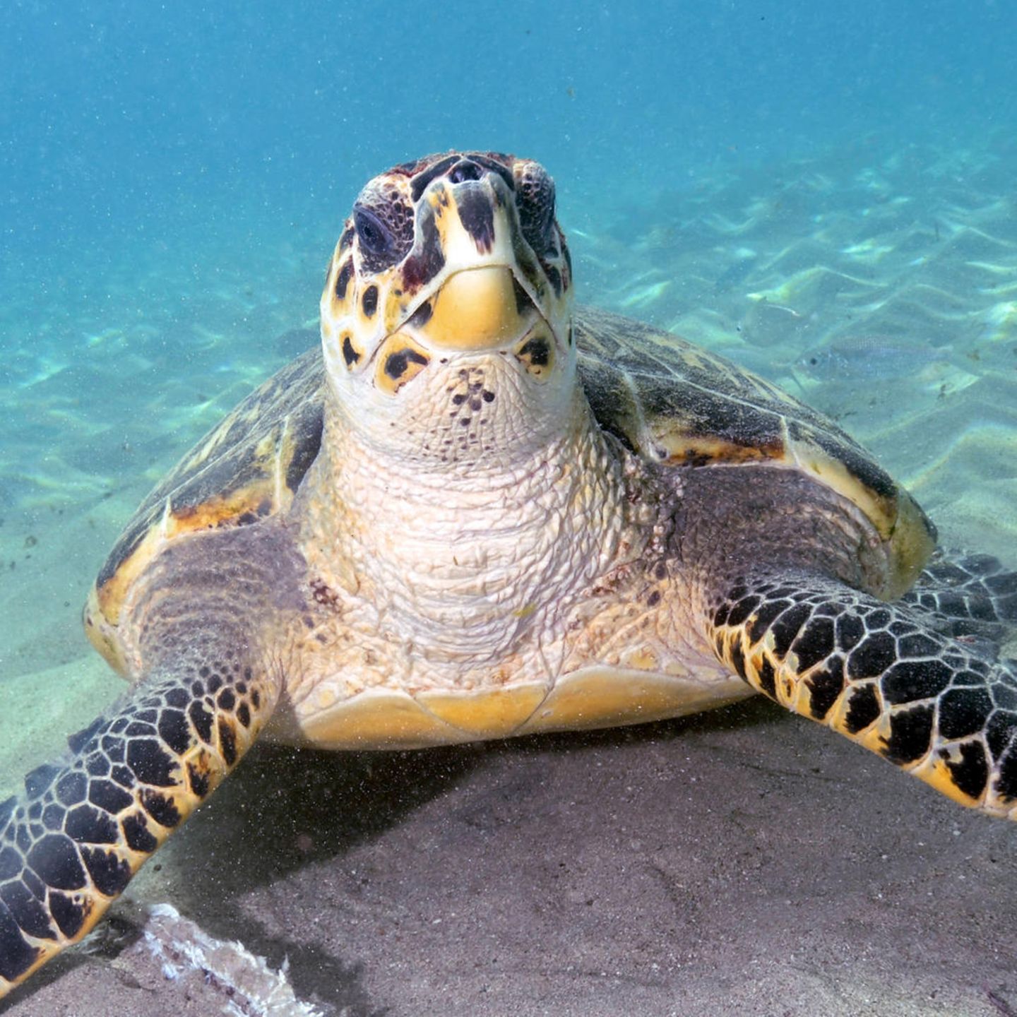 Mit maximal 90 Zentimeter Länge gehört die Echte Karettschildkröte zu den eher kleinen Arten von Meeresschildkröten. Jahrhunderte lang wurde sie wegen ihres schmucken Panzers gejagt. Als Schildpatt zierte er Möbel, Musikinstrumente und Besteckgriffe 