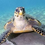 Mit maximal 90 Zentimeter Länge gehört die Echte Karettschildkröte zu den eher kleinen Arten von Meeresschildkröten. Jahrhunderte lang wurde sie wegen ihres schmucken Panzers gejagt. Als Schildpatt zierte er Möbel, Musikinstrumente und Besteckgriffe 