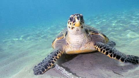 Mit maximal 90 Zentimeter Länge gehört die Echte Karettschildkröte zu den eher kleinen Arten von Meeresschildkröten. Jahrhunderte lang wurde sie wegen ihres schmucken Panzers gejagt. Als Schildpatt zierte er Möbel, Musikinstrumente und Besteckgriffe 