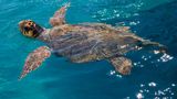 Schildkröte im klaren Wasser
