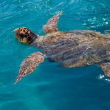 Schildkröte im klaren Wasser