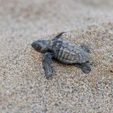Babyschildkröte am Strand