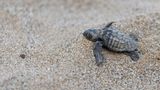 Babyschildkröte am Strand
