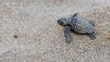 Babyschildkröte am Strand