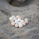 Gelege aus etwa 20 Eiern im Sand