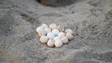 Gelege aus etwa 20 Eiern im Sand