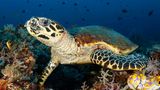 Schildkröte im bunten Riff