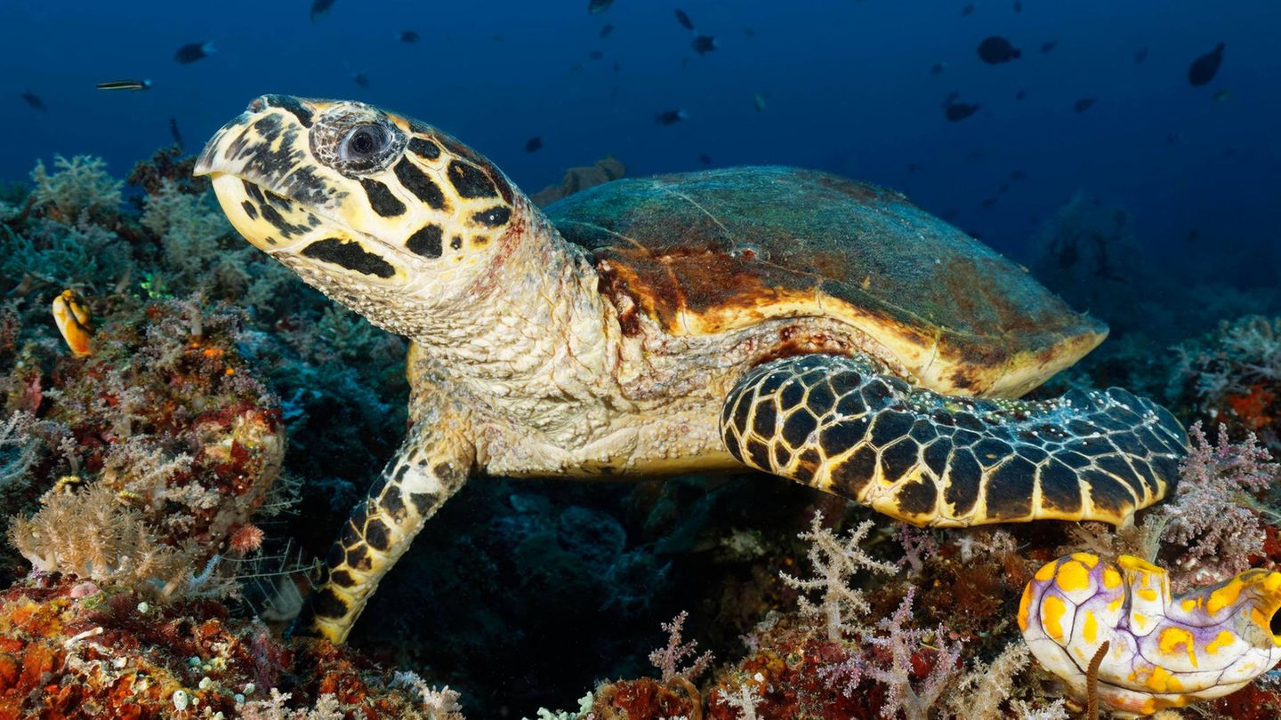 Schildkröte im bunten Riff