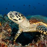 Schildkröte im bunten Riff