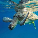 Schildkröte taucht ab