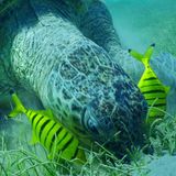 Schildkröte frisst Seegras