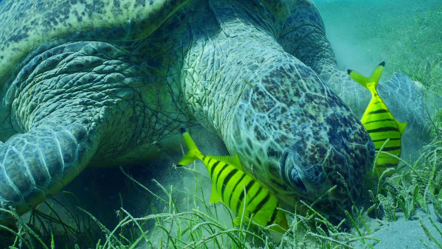 Schildkröte frisst Seegras