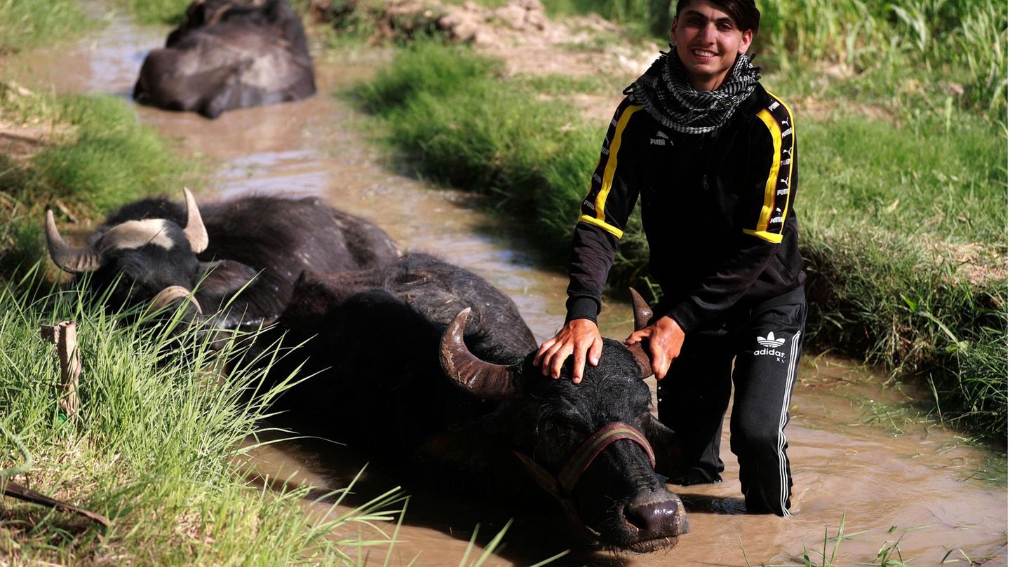 Ein Bauer spielt mit einem Büffel in einem Wasserkanal in dem Dorf Albu Mustafa in der Nähe von Hilla. Die Temperaturen im Irak stiegen auf über 45 Grad Celsius an.