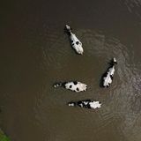 Kühe kühlen sich in einem Teich auf einem Bauernhof im Ontario Greenbelt ab.