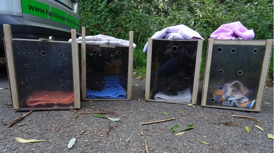 Vier wilde Katzen in Boxen in Hamburg