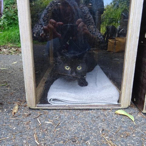 Hamburg wilde Katze in der Box