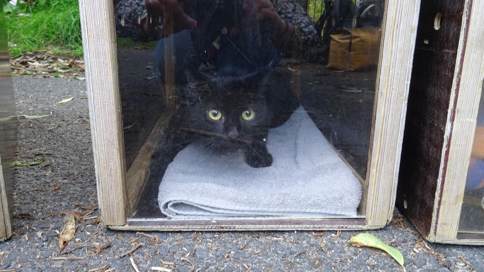 Hamburg wilde Katze in der Box