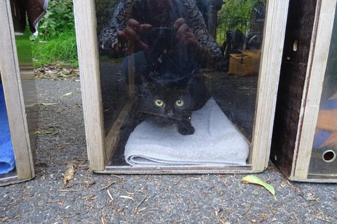 Hamburg wilde Katze in der Box