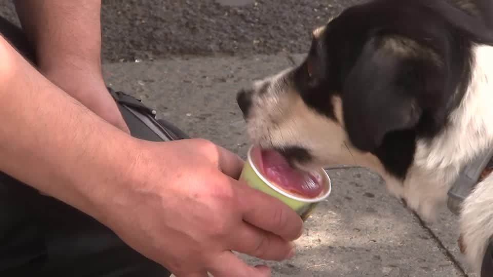 Video: Tierischer Genuss - Erfrischung für Vierbeiner