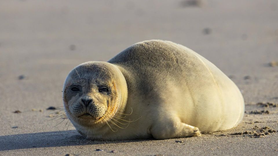 Ein Heuler am Strand