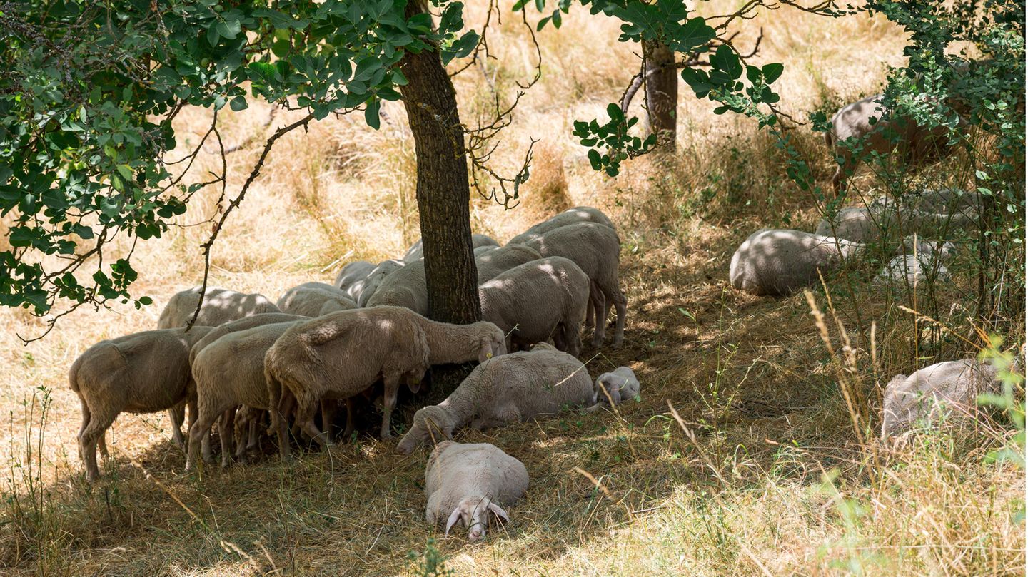 Schafe liegen auf einer trockenen Wiese