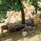 Schafe liegen auf einer trockenen Wiese