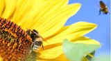 Hummeln und Bienen an einer Sonnenblume
