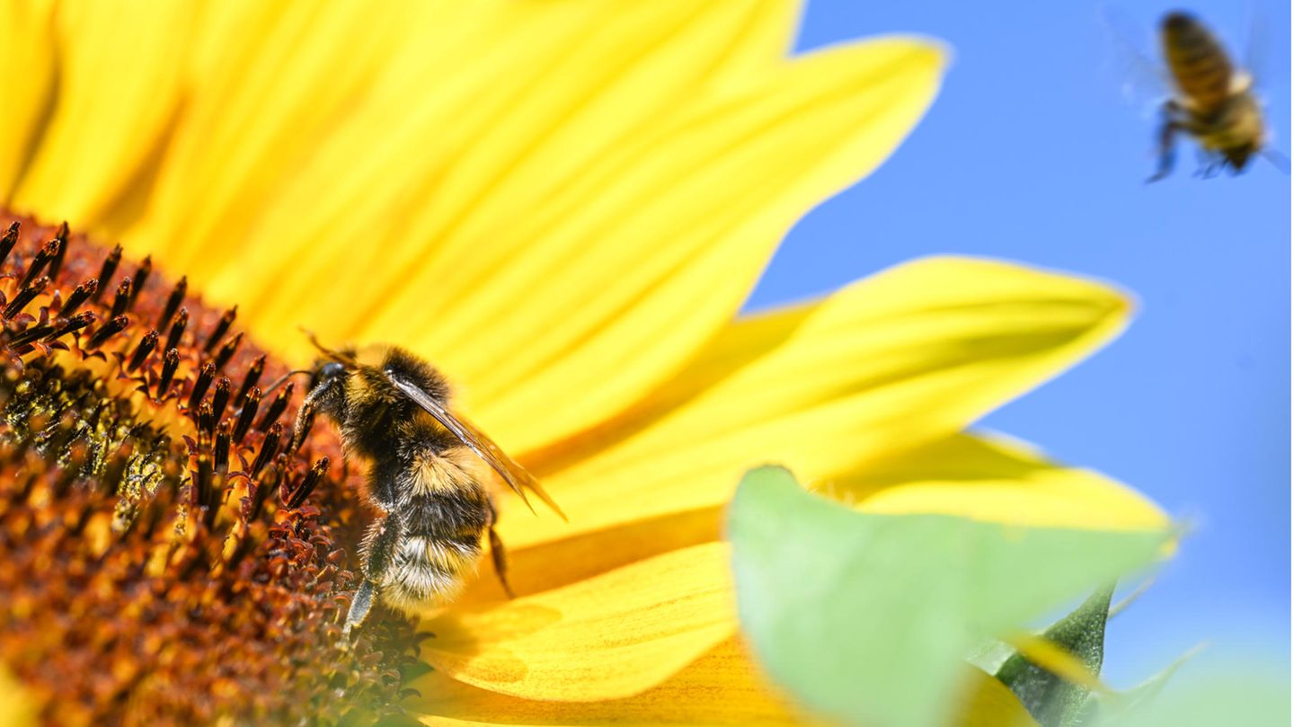 Hummeln und Bienen an einer Sonnenblume