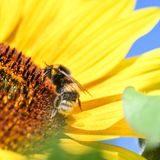Hummeln und Bienen an einer Sonnenblume