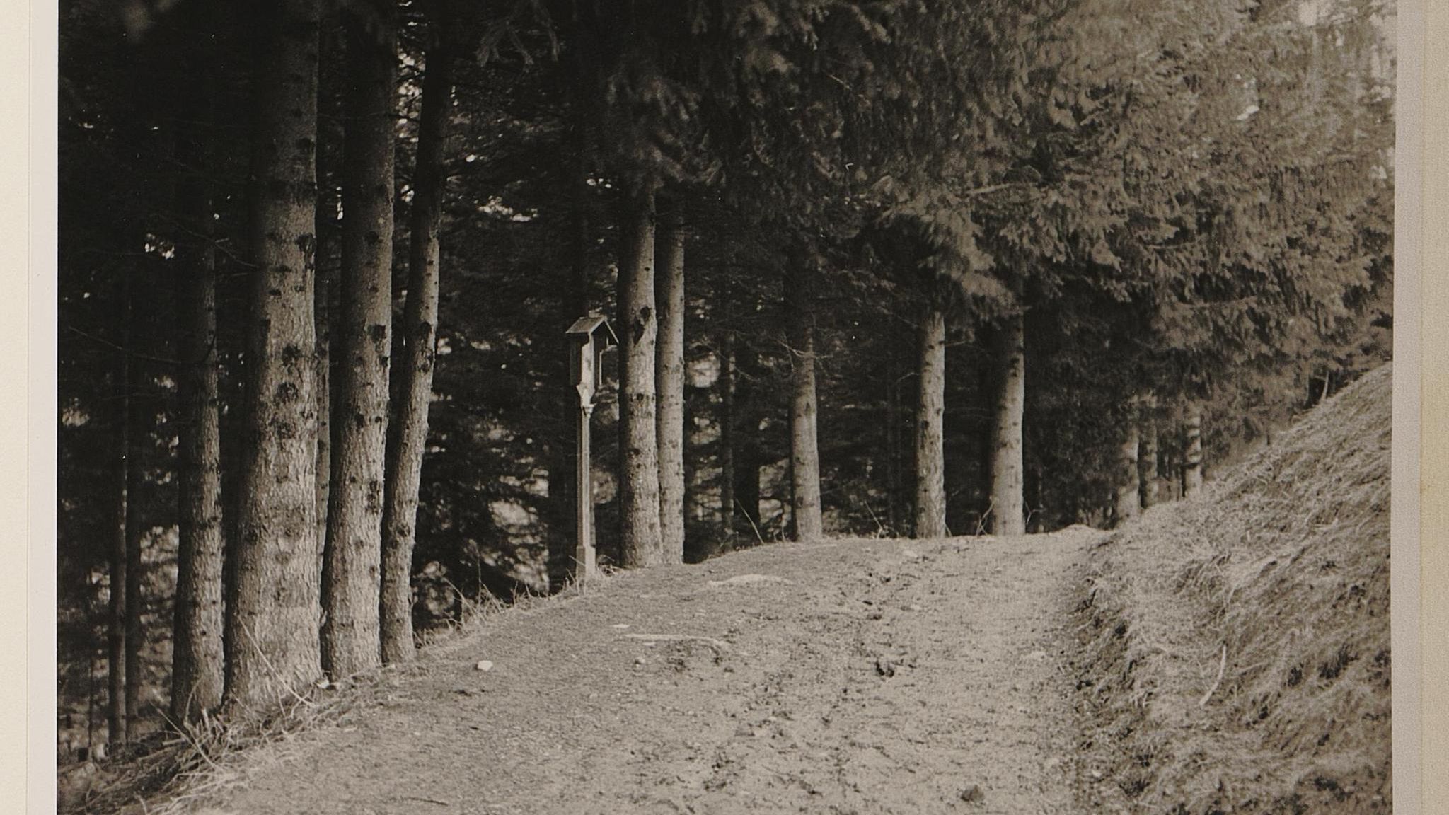 Waldweg