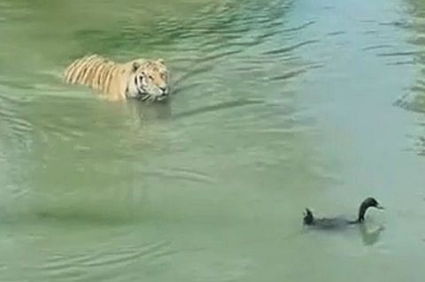 Komplett verwirrt: Schlaue Ente hält hungrigen Tiger zum Narren