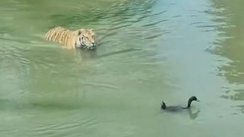 Komplett verwirrt: Schlaue Ente hält hungrigen Tiger zum Narren