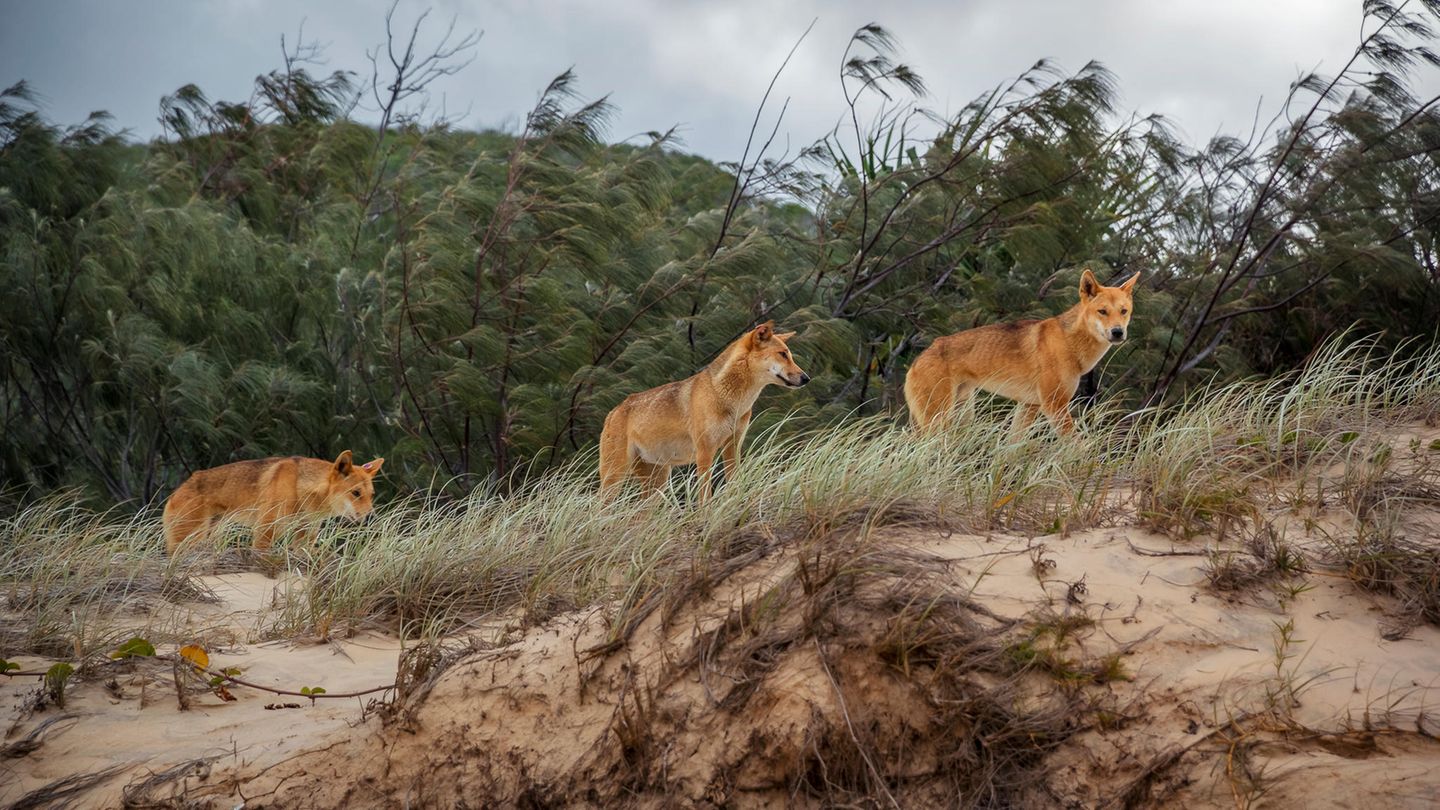 Dingos: Australische Wildhunde