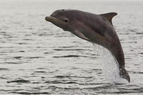 Ein Delfin beim Sprung aus dem Meer