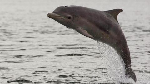 Ein Delfin beim Sprung aus dem Meer