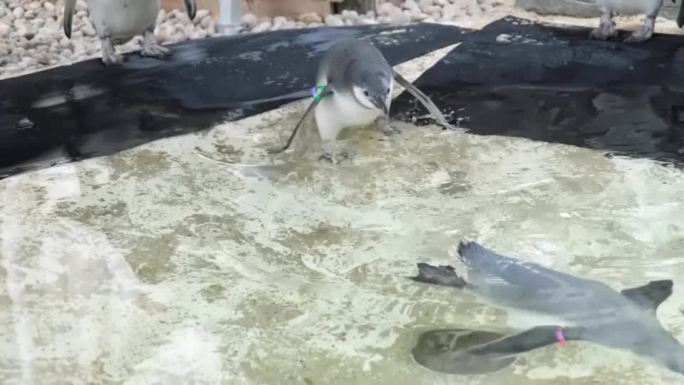 Video: Pinguin-Küken im Londoner Zoo zum ersten Mal im Wasser