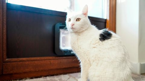 Eine Katze sitzt vor einer Katzenklappe