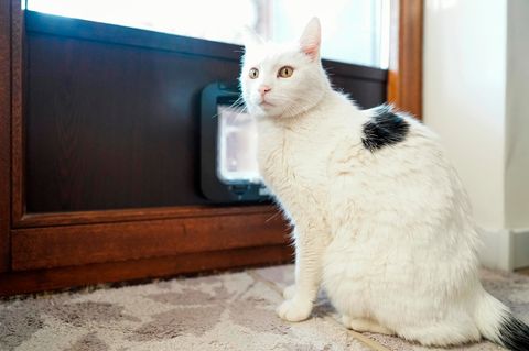 Eine Katze sitzt vor einer Katzenklappe