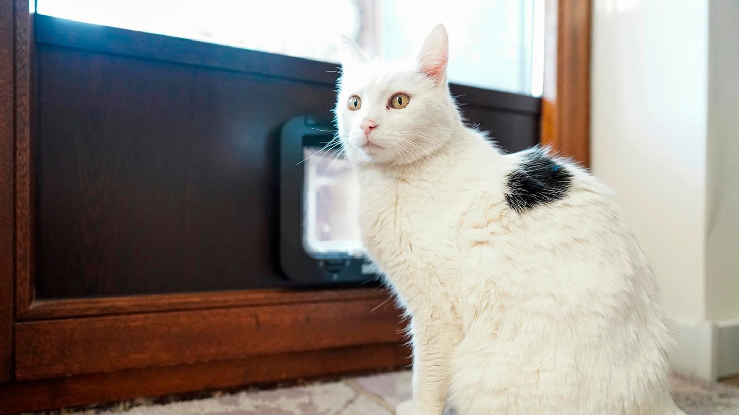 Eine Katze sitzt vor einer Katzenklappe