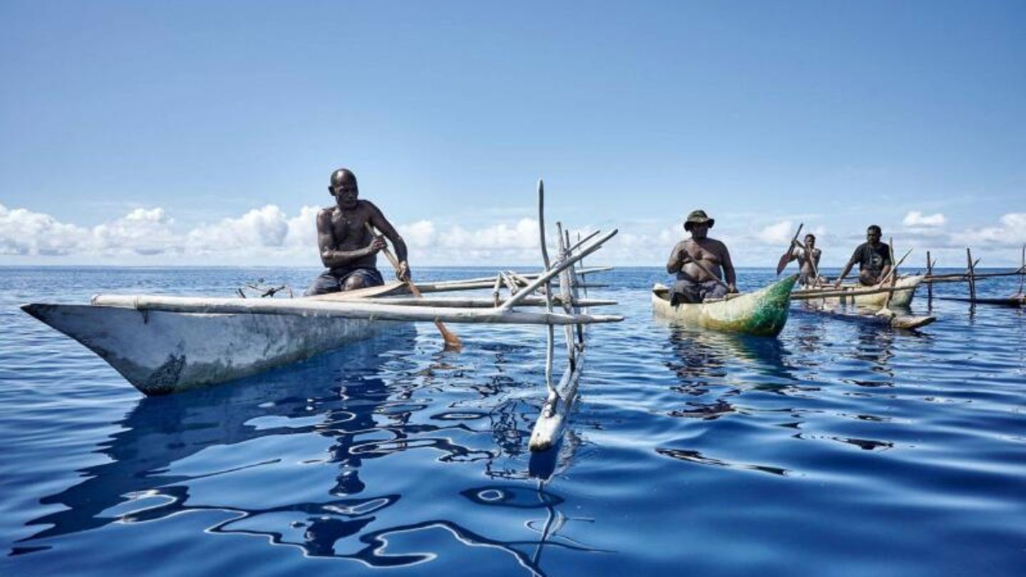 "Shark Calling Festival" in Papua-Neuguinea: Auf klapprigen Holzbooten fahren die Männer auf den Ozean hinaus, um Haie zu bezirzen. In der Nacht zuvor haben sie uralte spirituelle Lieder zu Ehren der faszinierenden Raubfische gesungen, haben gefastet und sich vorbereitet. Der Ort Kono in Papua-Neuguinea feiert wieder sein auf der Welt einmaliges "Shark Calling Festival". Drei Tage lang dreht sich alles um die Kunst, Haie zu verführen. Auf klapprigen Holzbooten fahren die Männer auf den Ozean hinaus, um Haie zu bezirzen. In der Nacht zuvor haben sie uralte spirituelle Lieder zu Ehren der faszinierenden Raubfische gesungen, haben gefastet und sich vorbereitet. Der Ort Kono in Papua-Neuguinea feiert wieder sein auf der Welt einmaliges "Shark Calling Festival". Drei Tage lang dreht sich alles um die Kunst, Haie zu verführen.
