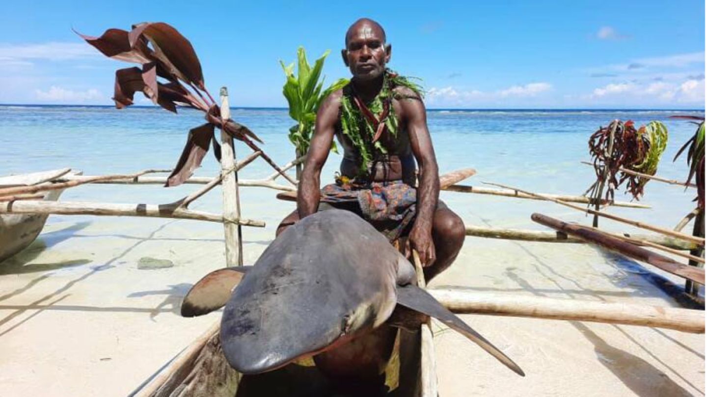 "Shark Calling Festival" in Papua-Neuguinea: Diese Fischerei-Tradition existiere schon ewig, ungefähr seit die ersten Menschen diesen Teil der Welt bevölkert haben. "Haie sind extrem wichtig in unserer Kultur", sagt Merebo. "Niemand anderes ruft sie, nur wir tun das." Die Tradition, die es vor allem in den Dörfern Kono, Messi und Kontu gibt, wird von Generation zu Generation weitergegeben, von den Vätern an ihre Söhne. Bedroht wird das "Shark-Calling" aber durch den Klimawandel und den Tiefseebergbau. Diese Fischerei-Tradition existiere schon ewig, ungefähr seit die ersten Menschen diesen Teil der Welt bevölkert haben. "Haie sind extrem wichtig in unserer Kultur", sagt Merebo. "Niemand anderes ruft sie, nur wir tun das." Die Tradition, die es vor allem in den Dörfern Kono, Messi und Kontu gibt, wird von Generation zu Generation weitergegeben, von den Vätern an ihre Söhne. Bedroht wird das "Shark-Calling" aber durch den Klimawandel und den Tiefseebergbau.