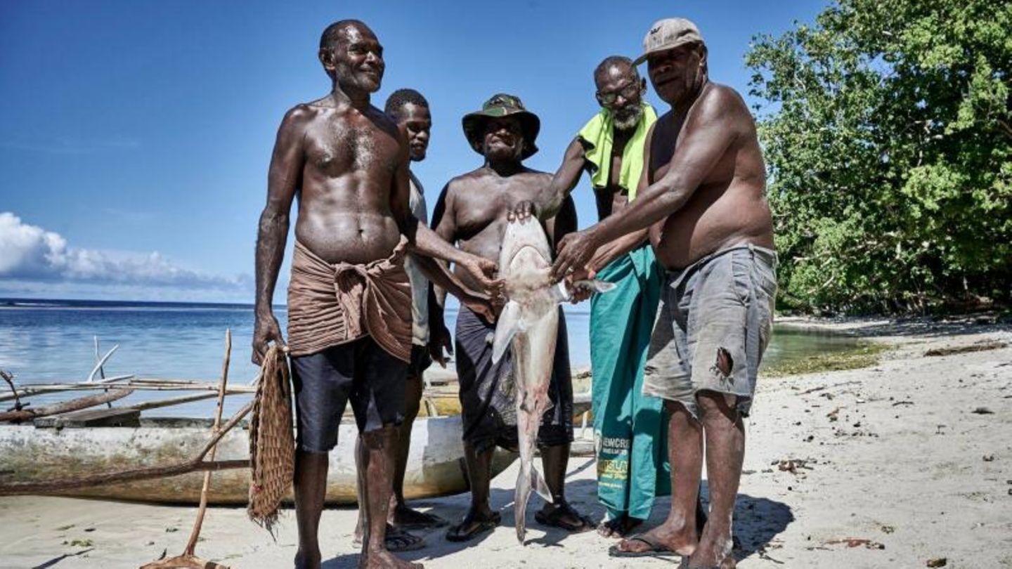 "Shark Calling Festival" in Papua-Neuguinea: "Im Schnitt werden während des Festivals etwa zehn Haie gefangen, aber einmal, in den 1960er-Jahren, waren es sogar 20." Man könne nie wissen, wie erfolgreich die Hai-Rufer seien: "Es hängt davon ab, ob sie vorher alle Regeln befolgt und gefastet haben", sagt Merebo. "Im Schnitt werden während des Festivals etwa zehn Haie gefangen, aber einmal, in den 1960er-Jahren, waren es sogar 20." Man könne nie wissen, wie erfolgreich die Hai-Rufer seien: "Es hängt davon ab, ob sie vorher alle Regeln befolgt und gefastet haben", sagt Merebo.